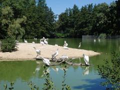 101PARC AUX OISEAUX DANS L AIN 2016 1_000023